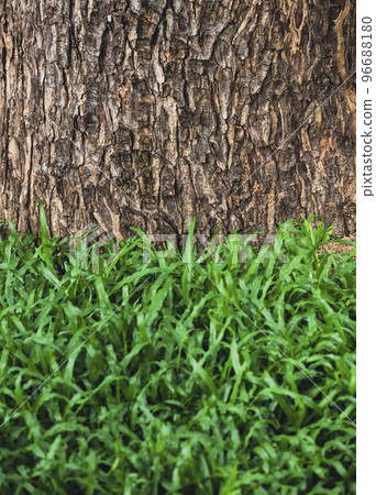 Tree bark and green grass Nature background 96688180