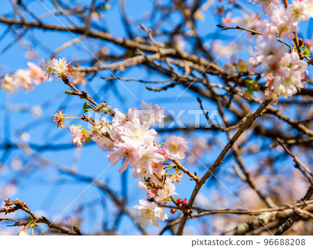 整潔可愛的十月櫻花在深秋盛開 96688208