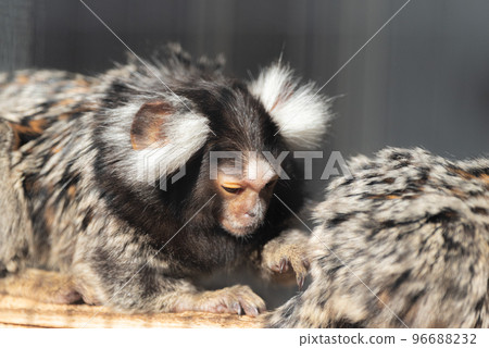 普通mar猴 普通mar猴 96688232