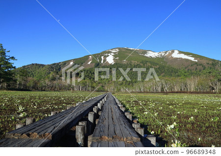 [Fixed price] Mt. Shibutsu and skunk cabbage from near Yamanohana in Oze (May 2021) 96689348