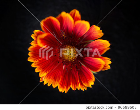 Top view of a flower on a black background. Flat lay, top view. 96689605