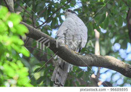 Goshawks in Shakujii Park Goshawks in Shakujii Park 96689895