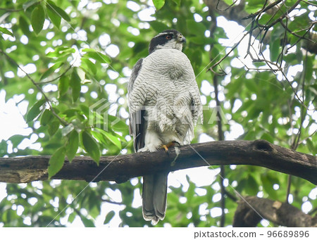 Goshawks in Shakujii Park Goshawks in Shakujii Park 96689896