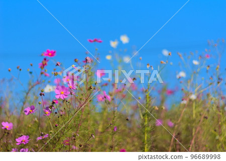 Cosmos flowers blooming under the clear sky 96689998
