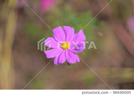 One flower of cosmos One flower of cosmos 96690000