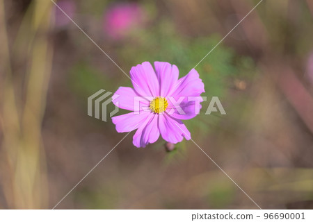 一朵波斯菊花 一朵波斯菊花 96690001