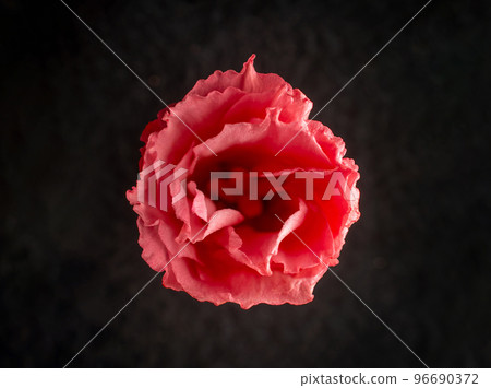 Beautiful flower on a black background. On black background. 96690372