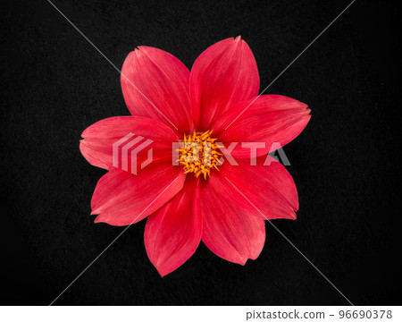 Top view of a flower on a black background. Flat lay, top view. 96690378