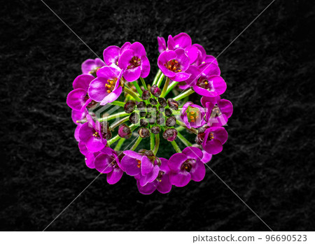 Close-up of flower on black background. Photo from above. 96690523