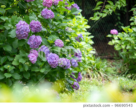 Hydrangea blooming in the Imperial Palace 96690543
