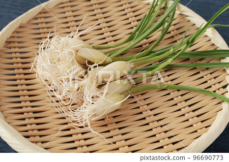 發芽大蒜 96690773
