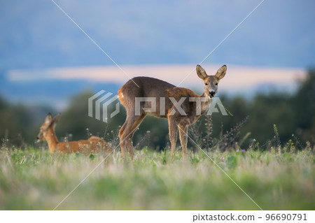 Two roe deer grazing on green pasture in autumn nature Two roe deer grazing on green pasture in autumn nature 96690791