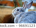 Rabbit's profile 96691123