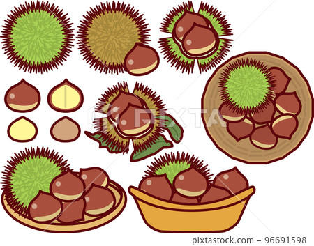 Chestnut - Stock Illustration [96691598] - PIXTA