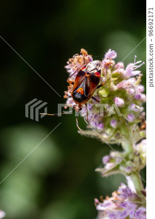 Closeup on a small Mirid bug, Deraeocoris ruber , hanging on a green leaf in the garden 96692171