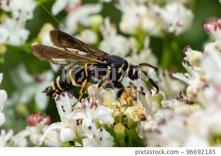 Paranthrene tabaniformis on elder flower close-up. In the natural environment, near the forest in summer 96692185
