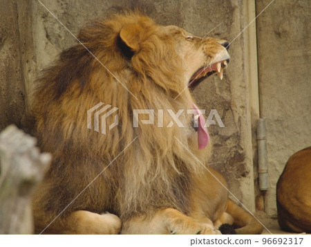 Yawn of a Lion 96692317