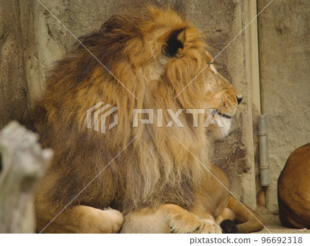 The profile of a lion 96692318