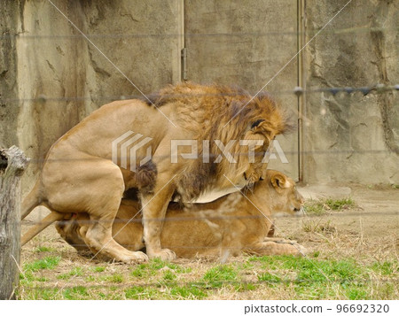 Yagiyama zoo lion mating Yagiyama zoo lion mating 96692320