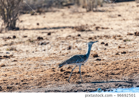 A Kori Bustard, standing on the edge of a waterhole 96692501