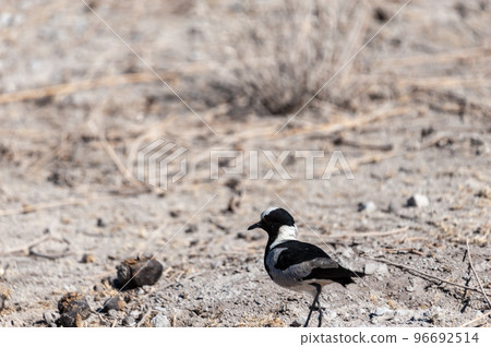 A Blacksmith Lapwing walking on the plains of Etosha 96692514