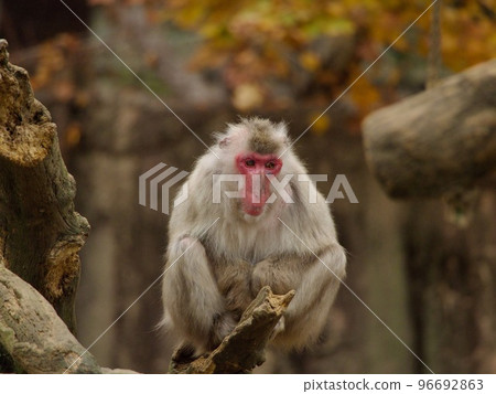 Japanese macaques 96692863