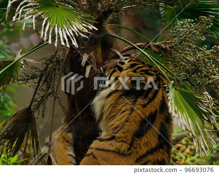 Tiger Claw Sharpening Yagiyama Zoo 96693076
