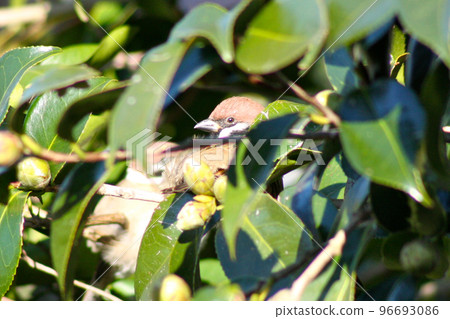 backyard sparrow backyard sparrow 96693086