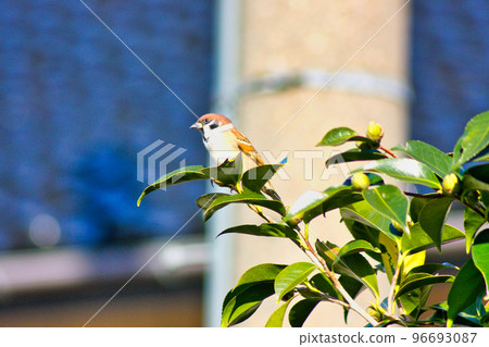 backyard sparrow backyard sparrow 96693087
