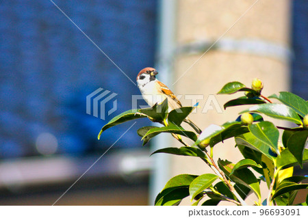 backyard sparrow 96693091