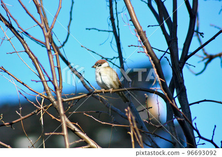 backyard sparrow 96693092