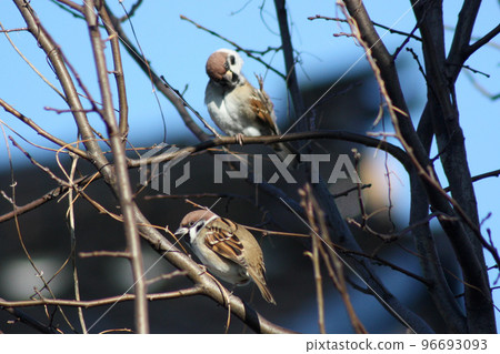 backyard sparrow 96693093