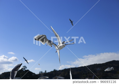 Several seagulls flying in the clear sky Several seagulls flying in the clear sky 96693116
