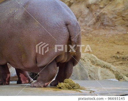 Hippopotamus butt feces 96693145