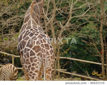 Giraffe's ass 96693539
