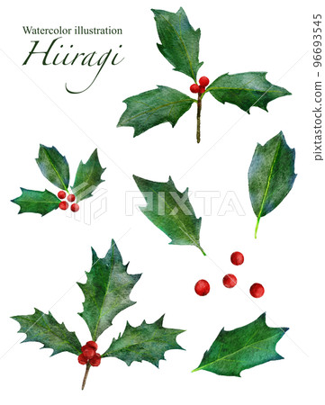 Hiiragi leaf watercolor illustration Hiiragi leaf watercolor illustration 96693545