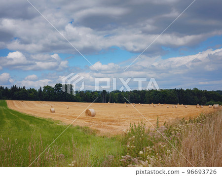 a cornfield somewhere on the france-switzerland border 96693726