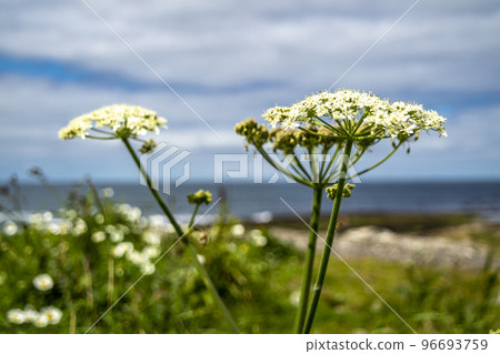 White flowers of Water-dropwort , Oenanthe javanica, at storm beach by Enniscrone, County Sligo - Ireland White flowers of Water-dropwort , Oenanthe javanica, at storm beach by Enniscrone, County Sligo - Ireland 96693759