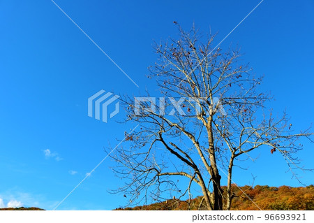 藍天落葉樹，深秋風光 96693921