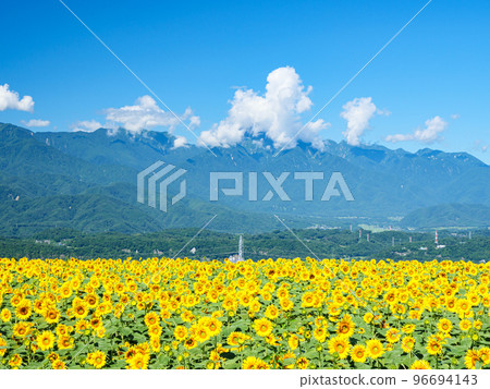 Sunflower field of the plateau Sunflower field of the plateau 96694143