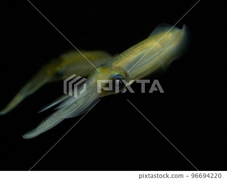 加茂水族館魷魚 96694220