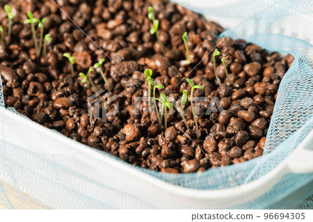 冬季水培生菜 96694305