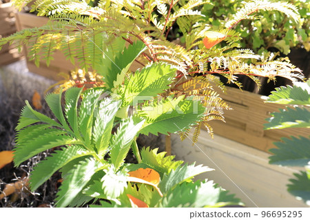 Jagged leaves in light and shadow Jagged leaves in light and shadow 96695295