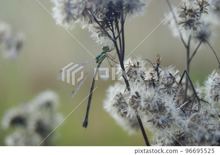 Damselfly in late autumn Damselfly in late autumn 96695525