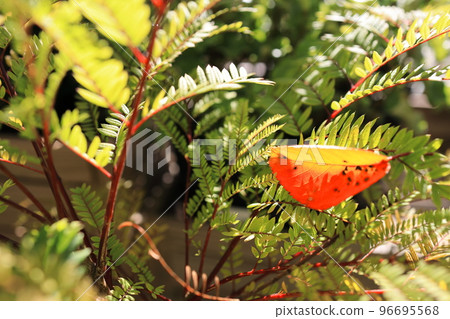 Maple leaves Maple leaves 96695568