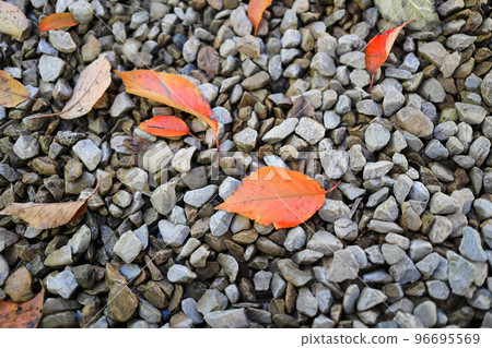 Fallen leaves of maple on the stone pavement Fallen leaves of maple on the stone pavement 96695569