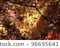 Autumn leaves with the setting sun 96695641