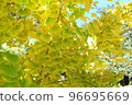 Yellow ginkgo leaves at Tsurugaoka Hachimangu Shrine 96695669
