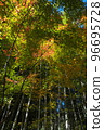 Quiet bamboo grove with sunlight and autumn leaves 96695728