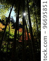 Autumn leaves peeking through the bamboo grove and sunlight shining through 96695851
